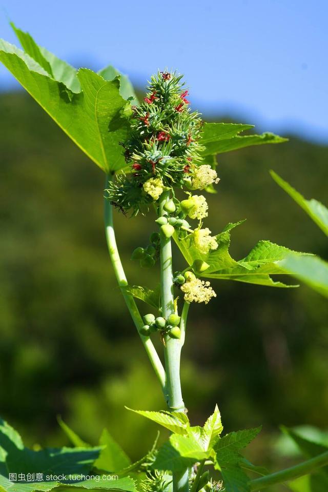 蓖麻怎么读音是什么意思，蓖麻怎么读（中药材蓖麻）