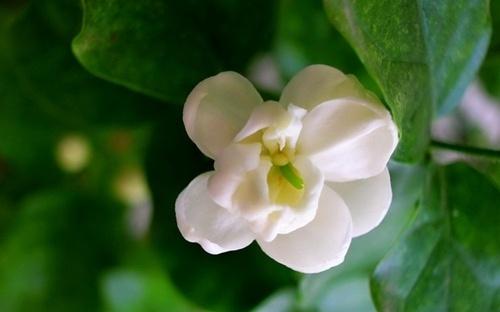 白茉莉的花语是什么意思，白茉莉的养殖方法和注意事项