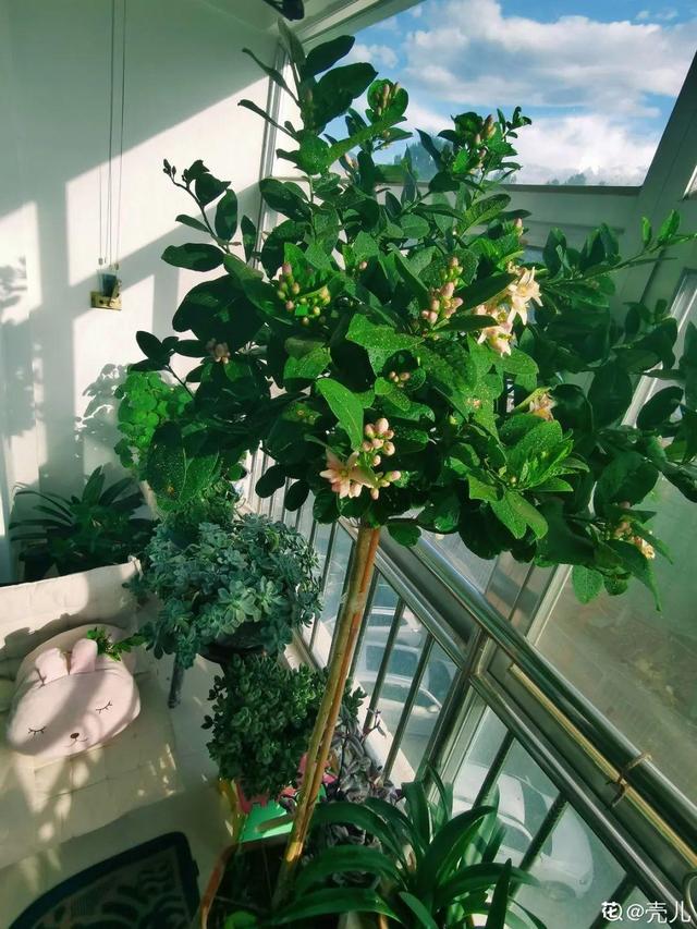 房前屋后种什么树好，在农村院前屋后必种的4种树（“5大鬼树”不要种）