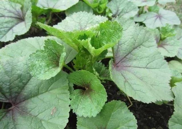 冬寒菜的做法，什么是冬寒菜?怎么煮（而今很多北方人不认识）