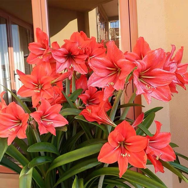 春天的植物有哪些，春天常见的植物（“24种”适合冬天种植的花草）