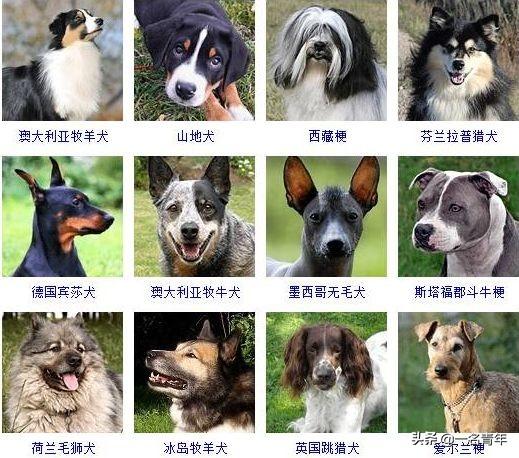 还不知道你家狗狗属于什么体型犬吗？几乎齐全了