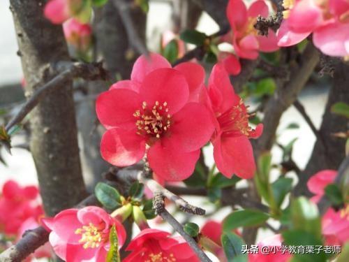 义的结构和部首是什么，“义”字是什么结构（二年级语文《找春天》）