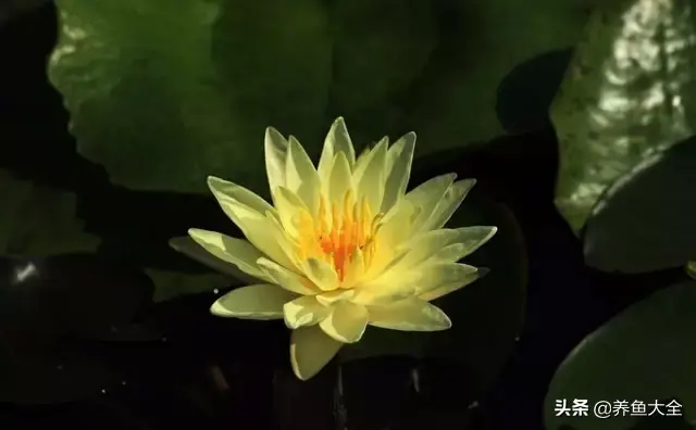 莲花的别称有哪些，莲花的别称有哪些拼音（ 太齐全太珍贵了）