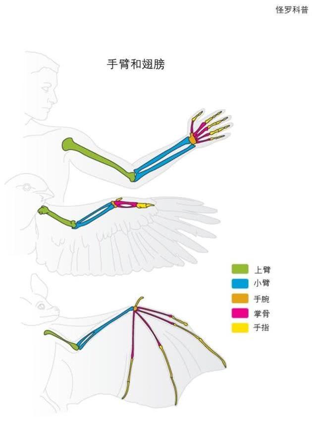 蝙蝠喜欢吃什么，蝙蝠吃什么食物（为什么就是不喜欢和别的生物一样呢）