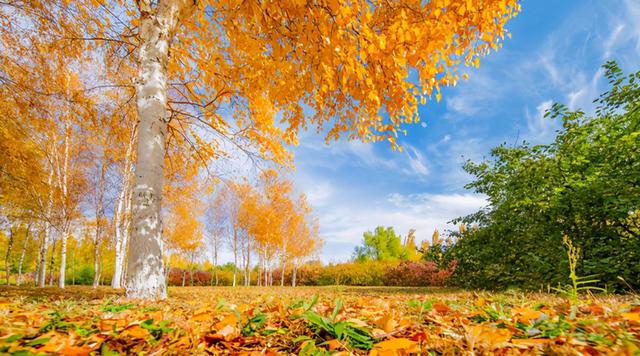 张雪峰评价东北石油大学，张雪峰十大热门专业是哪些（东北这所大学退步“严重”）