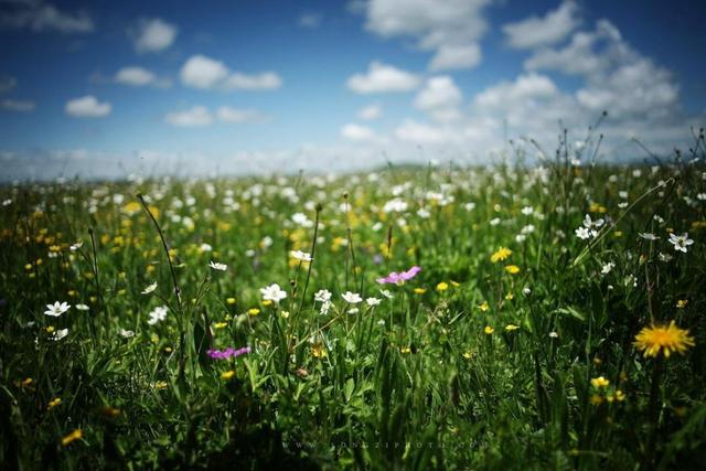 内蒙古有哪些城市，东北有哪些城市（内蒙古12个地级市）