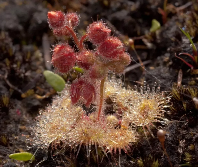 猪笼草有什么特点，猪笼草有什么特点 百度网盘（长相特别的5种食虫植物）