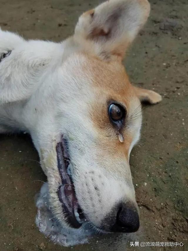 困28是什么，困28是什么意思（失明狗狗被小孩扔进水井）