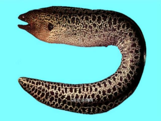 每天吃一条鱼的危害，每天吃一条鱼的危害大吗（5类鱼没营养）