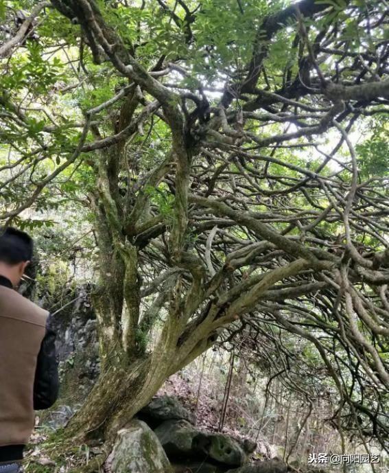 黄杨（黄杨树价格表，这棵黄杨树生长了百年（最贵的黄杨树图片价格）