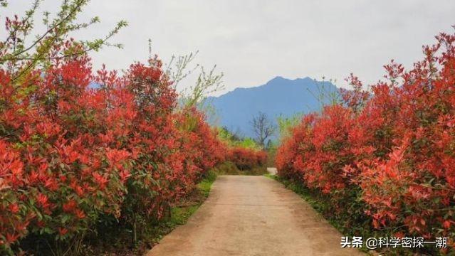 石楠花为什么要种在学校，学校为什么要种石楠树（石楠树花散发类似于男性精液的气味）
