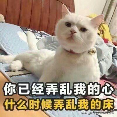 猫怕黄瓜是真的吗，猫咪为何怕黄瓜（那么它们为啥会吓到飞起）