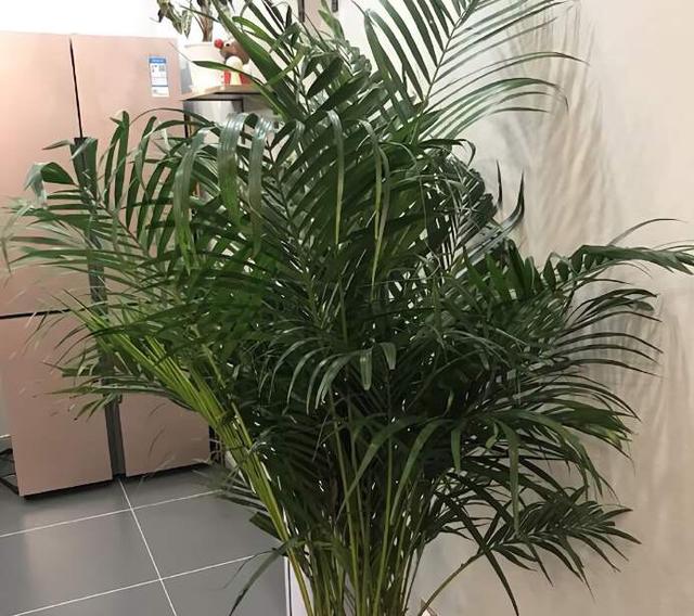 散尾葵的养殖方法和注意事项，散尾葵的养殖方法和注意事项凤尾竹（散尾葵“这样养”）