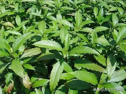 野荞麦根和乌鸡蛋煮，野荞麦根和乌鸡蛋煮水的功效（农业科普：53种野菜）