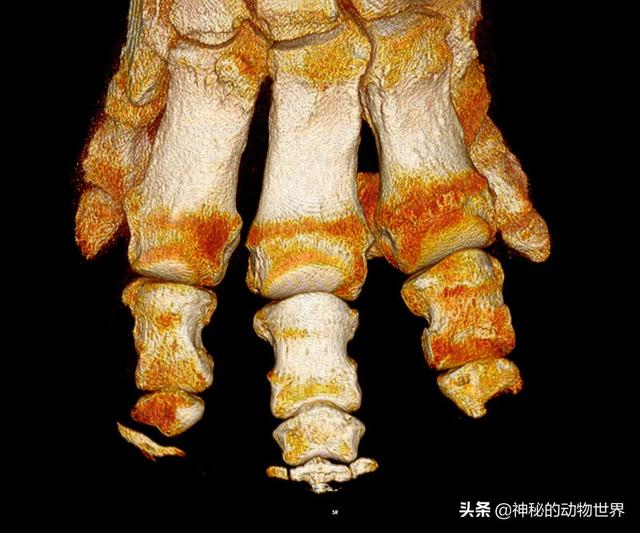 小猫和大象的脚印分别像什么，小猫和大象的脚印分别像什么样子（它们用脚尖在走路）