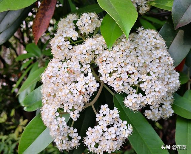 石楠花，石楠花——花中污王（石楠花的味道是什么梗）