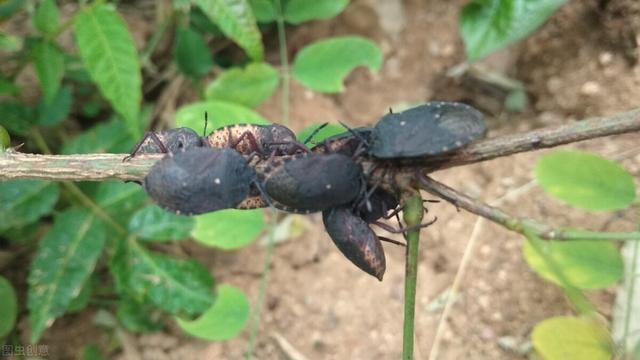 五种常见昆虫简介，5种过去常见小虫子