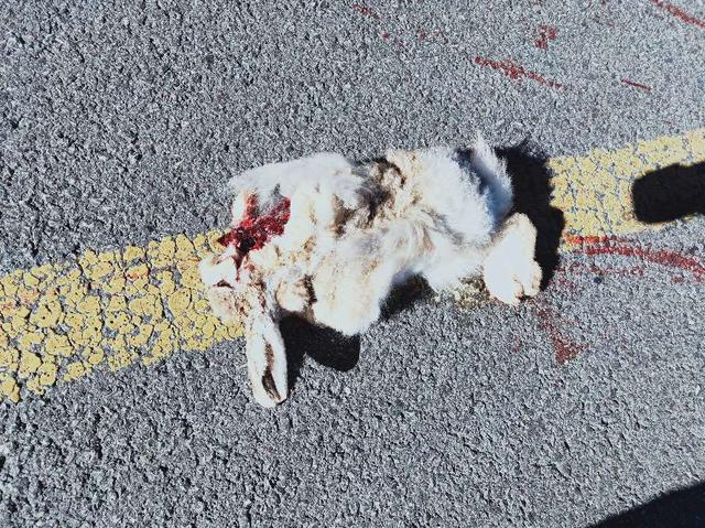 新藏线上的骑行女尸，川藏线徒步死了多少人（环华骑行之川藏北线317新藏线219）