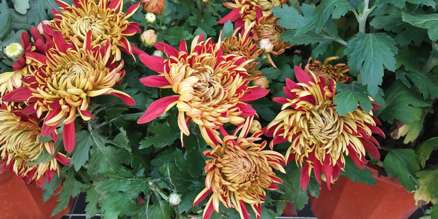 白菊花代表什么意思，白菊花的功效与作用（菊花的3个美好寓意）