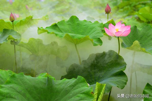 四面荷花三面柳的下一句是什么，四面荷花三面柳下一句是什么诗句（猜猜这是写的哪个城市）