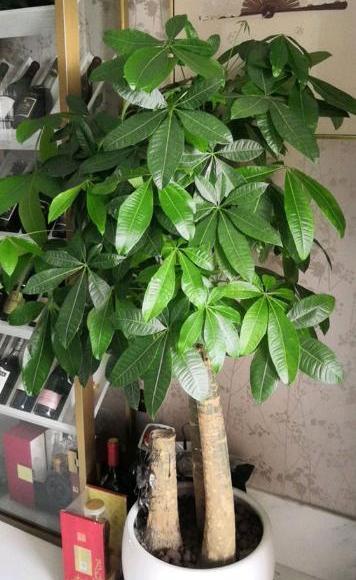 发财树的养殖方法，发财树的养殖方法和注意事项盆景怎么修剪