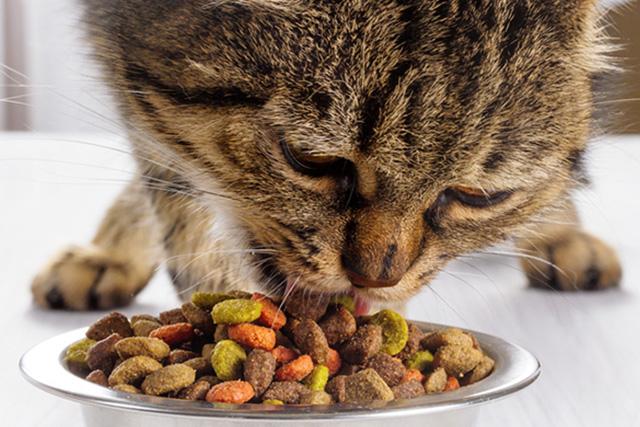 猫胰腺炎的症状及治疗，猫慢性胰腺炎的症状及治疗（猫咪肚子疼是吃坏东西）