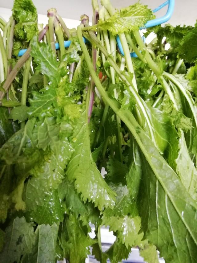 雪里红菜怎么做好吃,雪里红菜的功效作用禁忌(北京