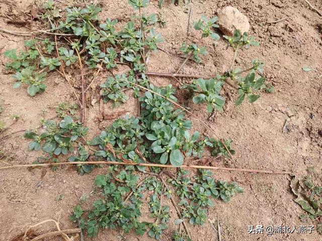 野菜种类有什么，野菜的种类和图片大全（你想要的野菜这里都有）