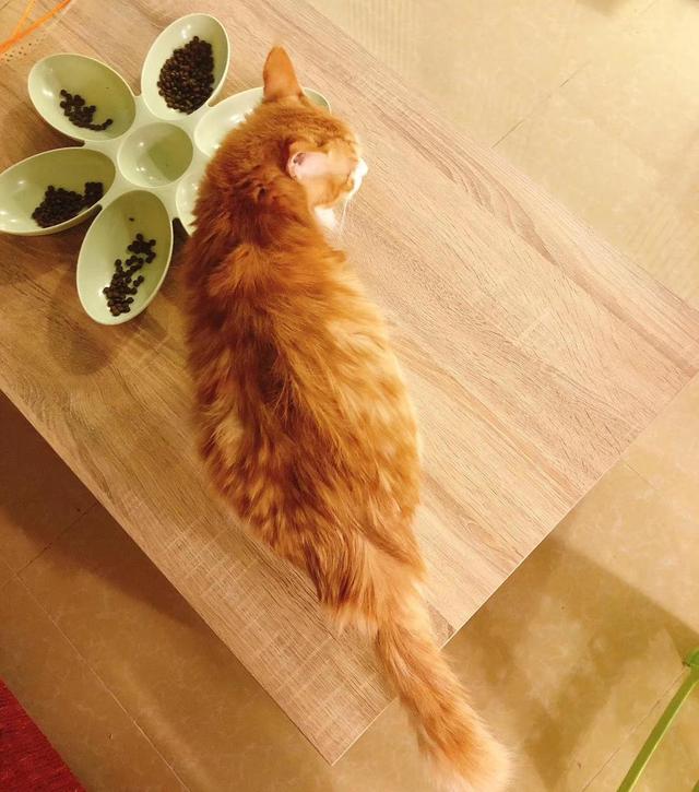 串串猫是什么品种，串串是什么品种（乱配生出的小猫）