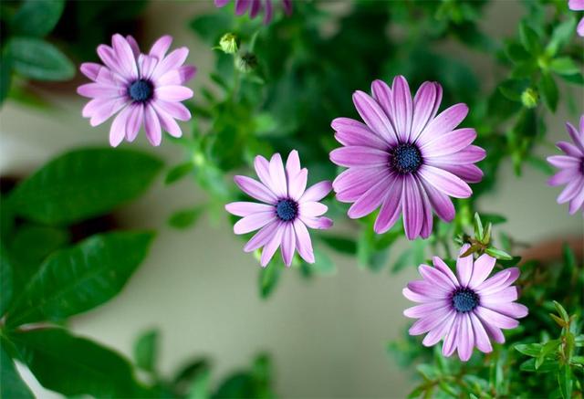 日本的花和花语，日本兰花花语（200种花卉的花语汇总）
