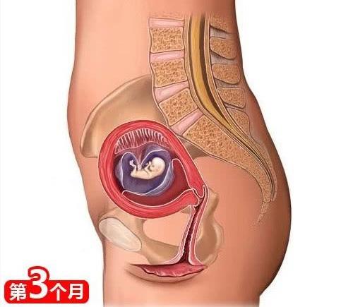 怀孕六个月胎儿图(孕晚期)