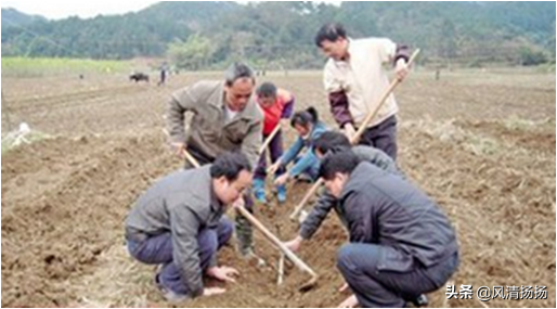 大绒球怎么种植，绒球花怎么种（葡萄全程种植管理、施肥方案）