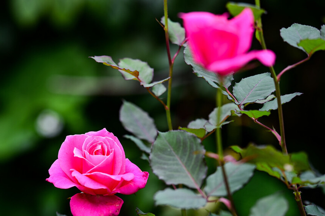 玫瑰花怎么养，新手也能养出漂亮的玫瑰花（玫瑰花怎么插花瓶水养）