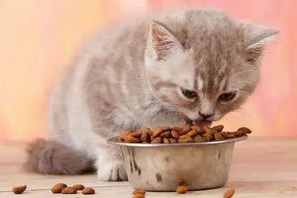 猫为什么不吃东西，猫为什么老是不吃东西是什么原因（猫咪厌食的几个原因你要了解一下）