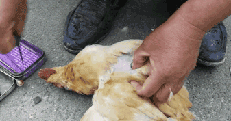 鸡子是什么，这个高薪行业即将消失（鸡子是什么器官）