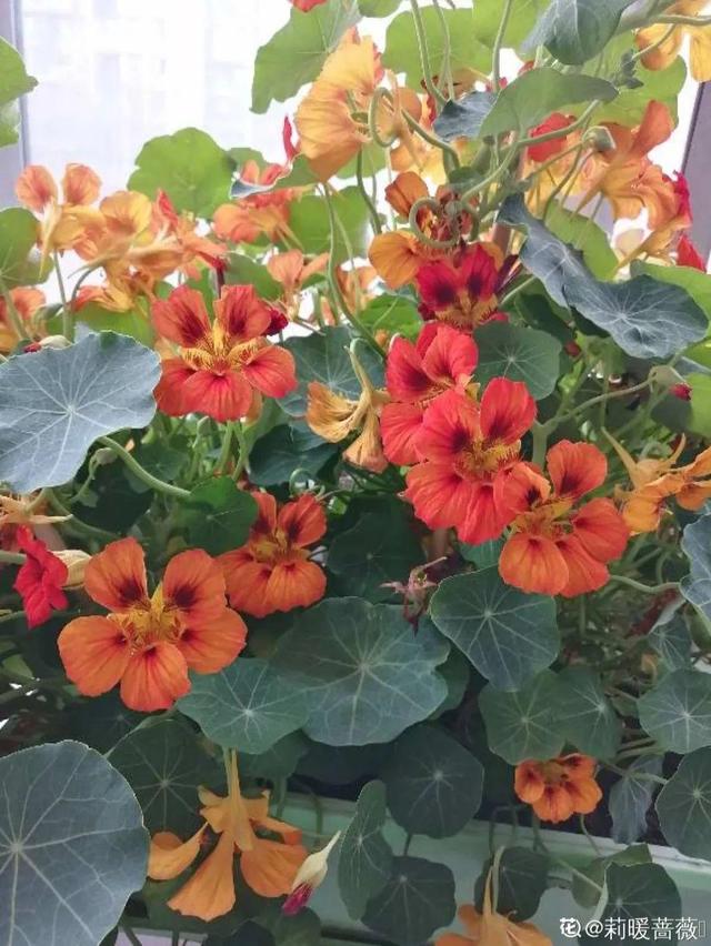 类似爬山虎的植物有哪些，除了爬山虎还有什么植物（7种超强繁育能力爬墙花）