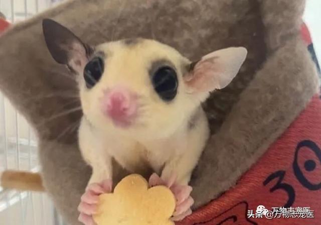 蜜袋鼯怎么养，蜜袋鼯为什么不建议养（这些误区一定要避开）
