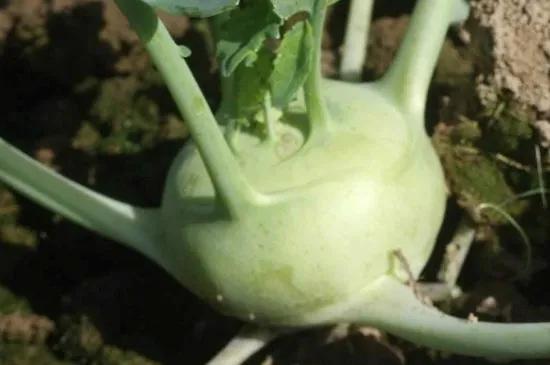 恰玛古是什么，恰玛古是什么植物（买了两个才花了一块二）