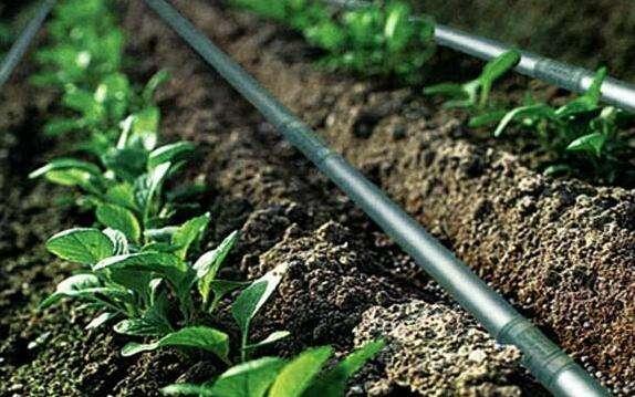 蔬菜大棚种植技术，大棚番茄种植技术，你知道吗（蔬菜大棚种植技术培训）