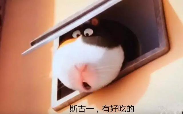 猪奴是做什么的呀，猪奴是做什么的呀图片（吃你的，喝你的，还死命使唤你）