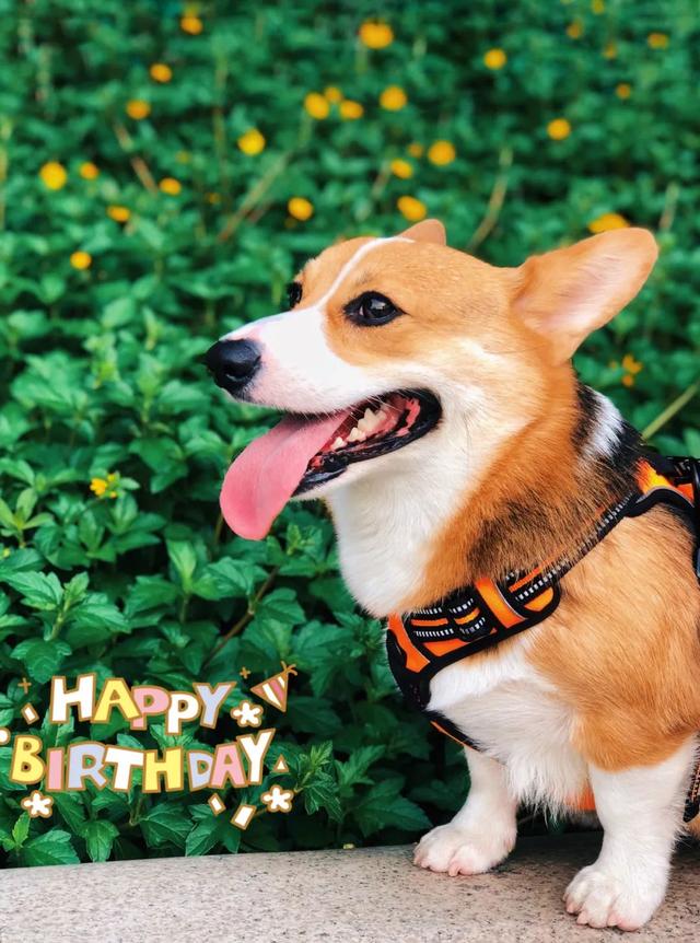 金毛犬，6种狗狗小时候和长大的对比（金毛犬的优缺点及性格）