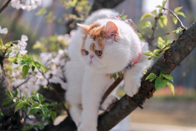 加菲猫是不是比别的猫难养活，但是它真的很难伺候