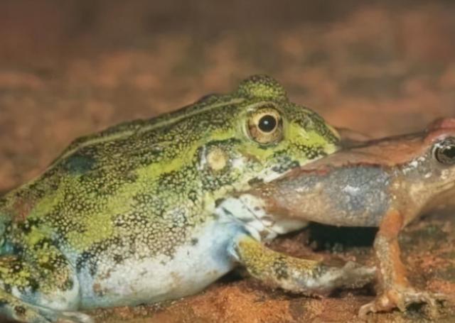 印度谷螟冬天会死吗，印度谷螟的越冬（研究者发现一种“食人蛾”）