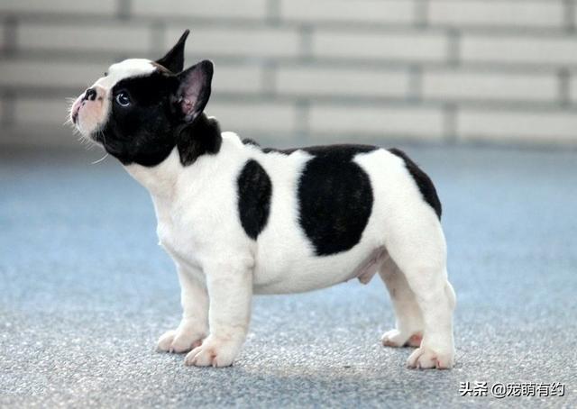 英斗和法斗的区别,英斗犬和法斗犬的区别(英斗犬)