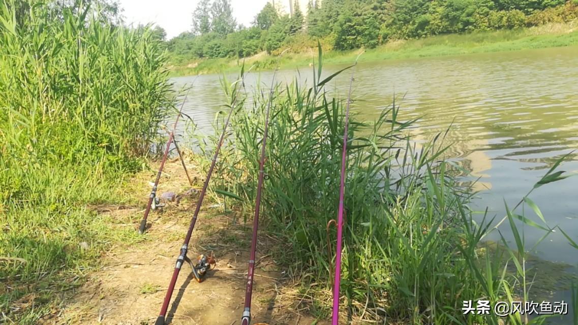 海竿爆炸钩钓鲤鱼最佳饵料配方及糟食制作全攻略，轻松提升上鱼率