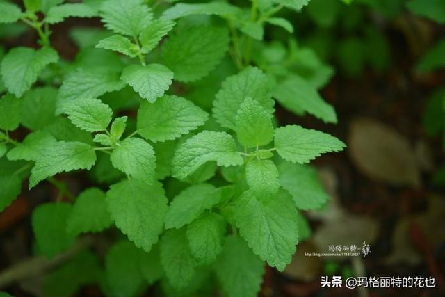 薰衣草如何过冬，薰衣草怎样过冬（西餐料理中常见的几种香草）