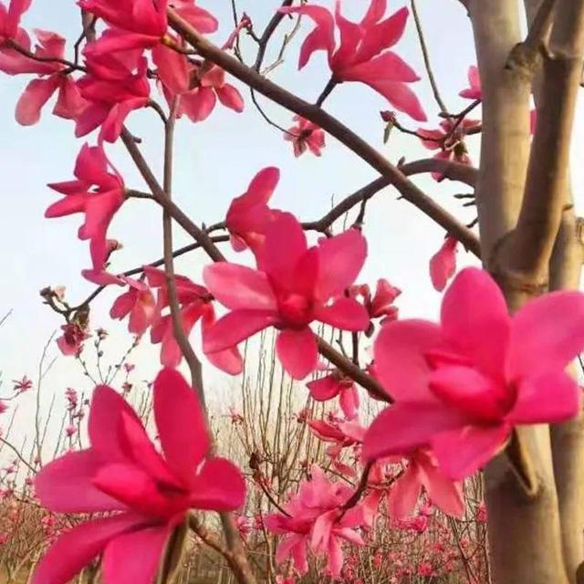 为什么10楼风水最好，风水最旺的房子10楼（家门口种棵“吉祥花”）