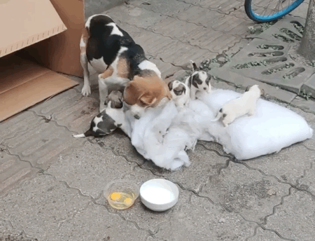 比格犬多少钱，“连妈带儿”被遗弃街头（比熊犬价格多少钱一只）