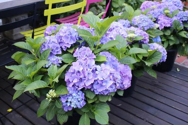 绣球花的养殖方法和注意事项，绣球花的养殖方法和注意事项冬季（盆栽也能保证年年复花）